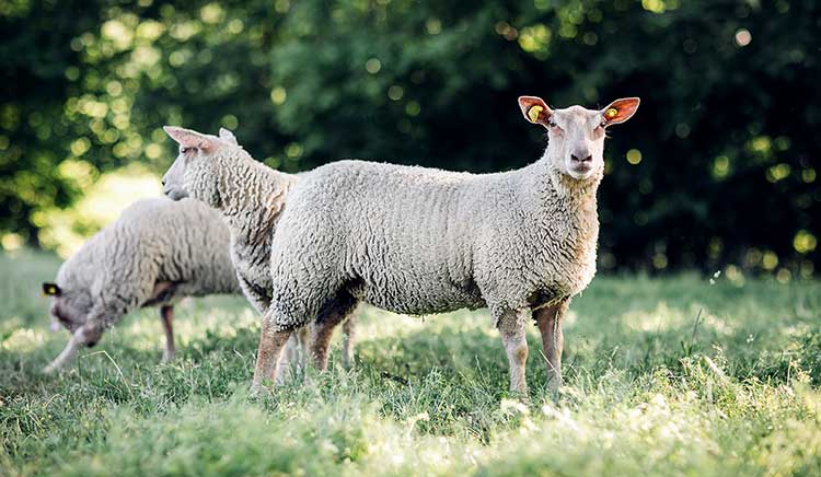 Celmar | élevage abattage et distributeur de boeuf et d'agneau du Limousin