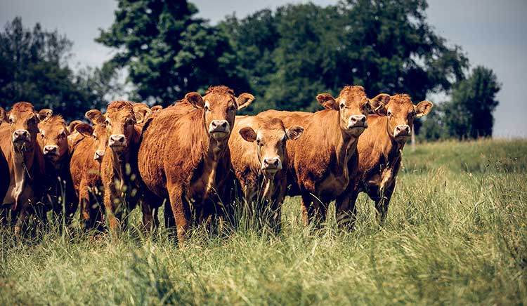 Celmar | élevage abattage et distributeur de boeuf et d'agneau du Limousin