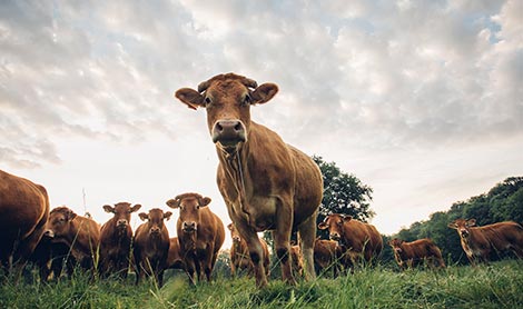 visuel Un terroir, des hommes, des bêtes, une nature nourricière pour ceux qui savent la cultiver