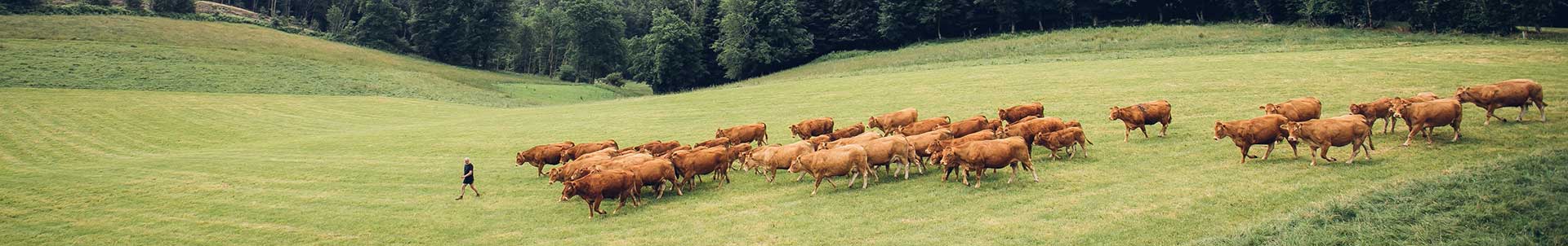 terroir élevage bovin ovin limousin celmar