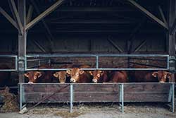 Celmar | Coopérative d'éleveur bovin et ovin du Limousin. Viandes de qualité certifiées