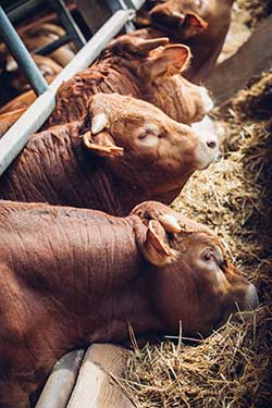 Celmar | Coopérative d'éleveur bovin et ovin du Limousin. Viandes de qualité certifiées