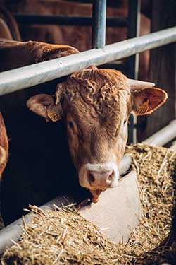 Celmar | Coopérative d'éleveur bovin et ovin du Limousin. Viandes de qualité certifiées