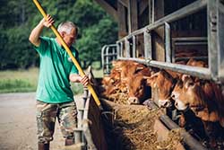 Celmar | Coopérative d'éleveur bovin et ovin du Limousin. Viandes de qualité certifiées