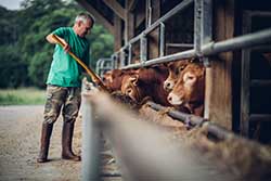 Celmar | Coopérative d'éleveur bovin et ovin du Limousin. Viandes de qualité certifiées