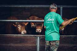 Celmar | Coopérative d'éleveur bovin et ovin du Limousin. Viandes de qualité certifiées