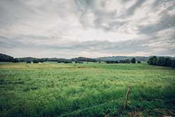 Celmar | Coopérative d'éleveur bovin et ovin du Limousin. Viandes de qualité certifiées