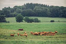 Celmar | Coopérative d'éleveur bovin et ovin du Limousin. Viandes de qualité certifiées