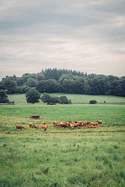 Celmar | Coopérative d'éleveur bovin et ovin du Limousin. Viandes de qualité certifiées