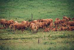 Celmar | Coopérative d'éleveur bovin et ovin du Limousin. Viandes de qualité certifiées