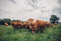 Celmar | Coopérative d'éleveur bovin et ovin du Limousin. Viandes de qualité certifiées