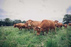 Celmar | Coopérative d'éleveur bovin et ovin du Limousin. Viandes de qualité certifiées