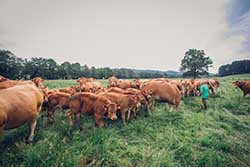 Celmar | Coopérative d'éleveur bovin et ovin du Limousin. Viandes de qualité certifiées