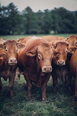 Celmar | Coopérative d'éleveur bovin et ovin du Limousin. Viandes de qualité certifiées