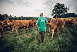 Celmar | Coopérative d'éleveur bovin et ovin du Limousin. Viandes de qualité certifiées