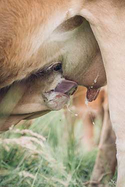 Celmar | Coopérative d'éleveur bovin et ovin du Limousin. Viandes de qualité certifiées