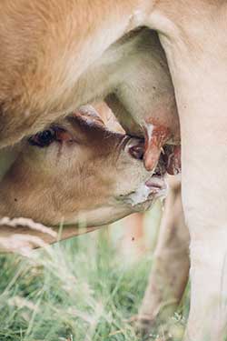 Celmar | Coopérative d'éleveur bovin et ovin du Limousin. Viandes de qualité certifiées