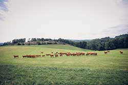 Celmar | Coopérative d'éleveur bovin et ovin du Limousin. Viandes de qualité certifiées