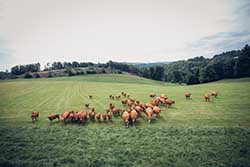 Celmar | Coopérative d'éleveur bovin et ovin du Limousin. Viandes de qualité certifiées