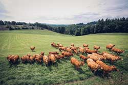 Celmar | Coopérative d'éleveur bovin et ovin du Limousin. Viandes de qualité certifiées