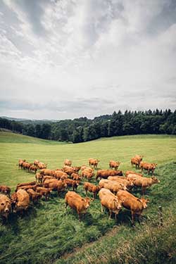 Celmar | Coopérative d'éleveur bovin et ovin du Limousin. Viandes de qualité certifiées