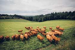 Celmar | Coopérative d'éleveur bovin et ovin du Limousin. Viandes de qualité certifiées