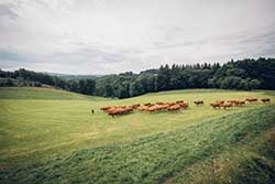 Celmar | Coopérative d'éleveur bovin et ovin du Limousin. Viandes de qualité certifiées