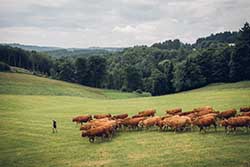 Celmar | Coopérative d'éleveur bovin et ovin du Limousin. Viandes de qualité certifiées