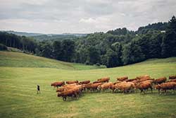 Celmar | Coopérative d'éleveur bovin et ovin du Limousin. Viandes de qualité certifiées