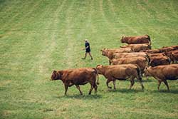 Celmar | Coopérative d'éleveur bovin et ovin du Limousin. Viandes de qualité certifiées