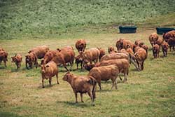 Celmar | Coopérative d'éleveur bovin et ovin du Limousin. Viandes de qualité certifiées