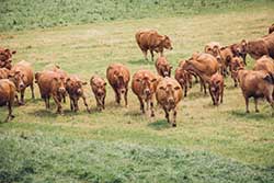 Celmar | Coopérative d'éleveur bovin et ovin du Limousin. Viandes de qualité certifiées