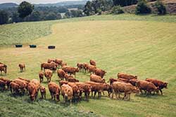 Celmar | Coopérative d'éleveur bovin et ovin du Limousin. Viandes de qualité certifiées