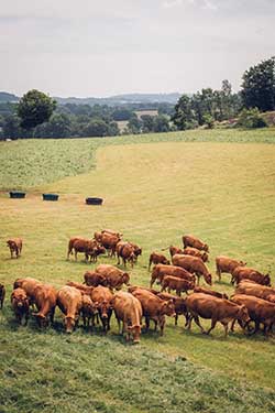 Celmar | Coopérative d'éleveur bovin et ovin du Limousin. Viandes de qualité certifiées