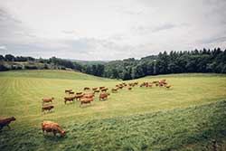 Celmar | Coopérative d'éleveur bovin et ovin du Limousin. Viandes de qualité certifiées