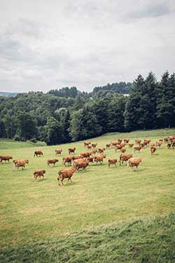 Celmar | Coopérative d'éleveur bovin et ovin du Limousin. Viandes de qualité certifiées