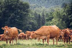 Celmar | Coopérative d'éleveur bovin et ovin du Limousin. Viandes de qualité certifiées