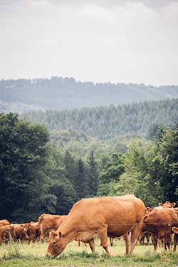 Celmar | Coopérative d'éleveur bovin et ovin du Limousin. Viandes de qualité certifiées