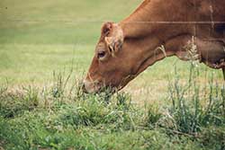 Celmar | Coopérative d'éleveur bovin et ovin du Limousin. Viandes de qualité certifiées