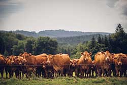 Celmar | Coopérative d'éleveur bovin et ovin du Limousin. Viandes de qualité certifiées