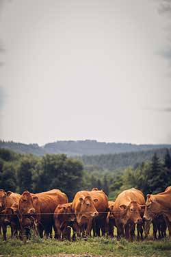 Celmar | Coopérative d'éleveur bovin et ovin du Limousin. Viandes de qualité certifiées