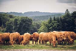 Celmar | Coopérative d'éleveur bovin et ovin du Limousin. Viandes de qualité certifiées