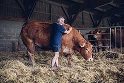 Celmar | Coopérative d'éleveur bovin et ovin du Limousin. Viandes de qualité certifiées