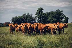 Celmar | Coopérative d'éleveur bovin et ovin du Limousin. Viandes de qualité certifiées