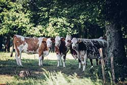 Celmar | Coopérative d'éleveur bovin et ovin du Limousin. Viandes de qualité certifiées