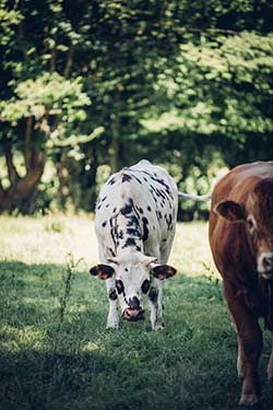 Celmar | Coopérative d'éleveur bovin et ovin du Limousin. Viandes de qualité certifiées