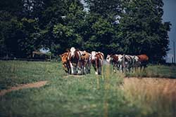 Celmar | Coopérative d'éleveur bovin et ovin du Limousin. Viandes de qualité certifiées