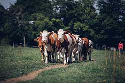 Celmar | Coopérative d'éleveur bovin et ovin du Limousin. Viandes de qualité certifiées