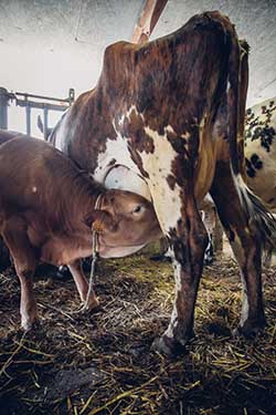 Celmar | Coopérative d'éleveur bovin et ovin du Limousin. Viandes de qualité certifiées