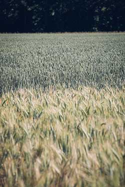 Celmar | Coopérative d'éleveur bovin et ovin du Limousin. Viandes de qualité certifiées